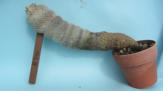Epithelantha <br>pachyrhiza