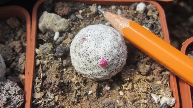 Mammillaria <br>humboldtii