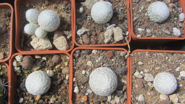 Mammillaria <br>humboldtii