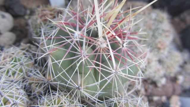 Thelocactus <br>bicolor