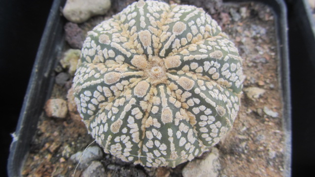 Astrophytum <br>kabuto