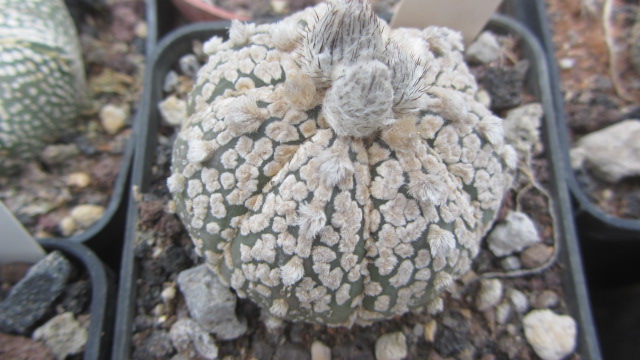 Astrophytum <br>kabuto x f2 capas