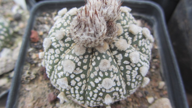 Astrophytum <br>kabuto