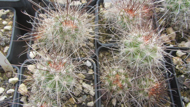 Mammillaria <br>pondi