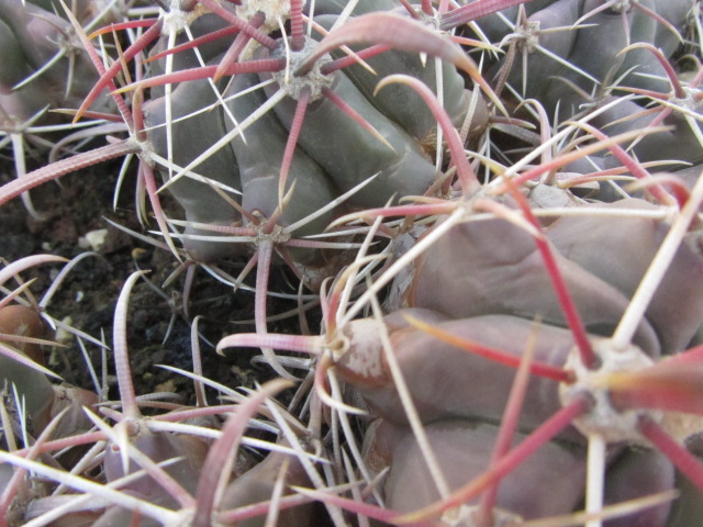 Ferocactus <br>sp. tres virgines  bc