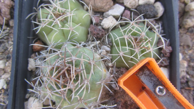 Matucana <br>caespitosa