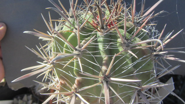Ferocactus wislizenii
