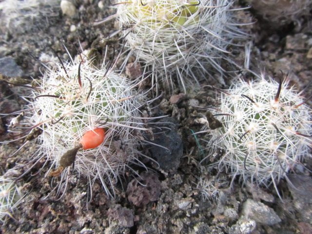 Mammillaria <br>affine booli