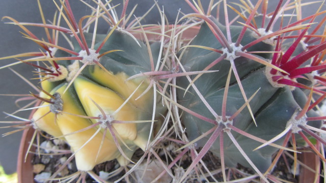 Ferocactus <br>cylindraceus eastwoodie