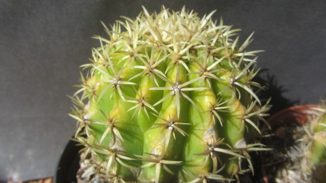 Echinocactus <br>grusoni intermedius