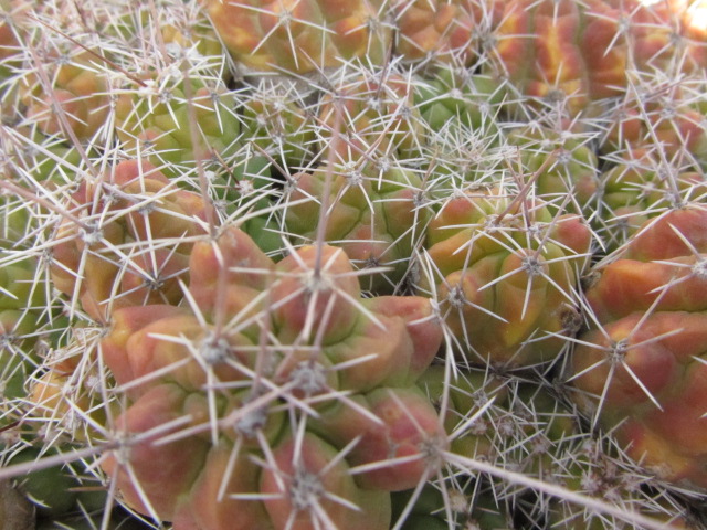 Thelocactus <br>leucacanthus shmolli
