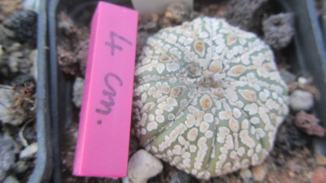 Astrophytum <br>kabuto