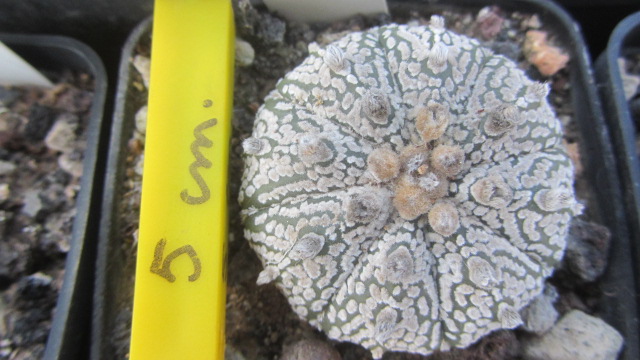 Astrophytum <br>kabuto