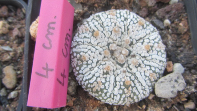 Astrophytum <br>kabuto