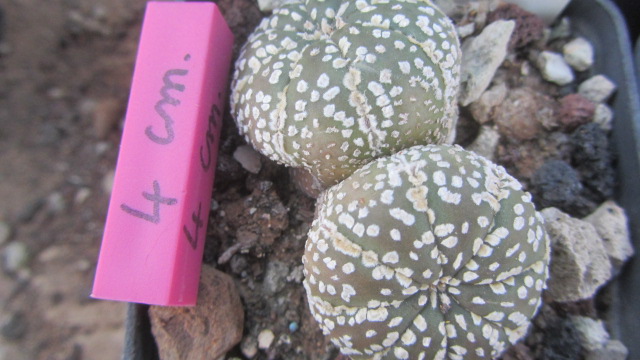 Astrophytum <br>kabuto