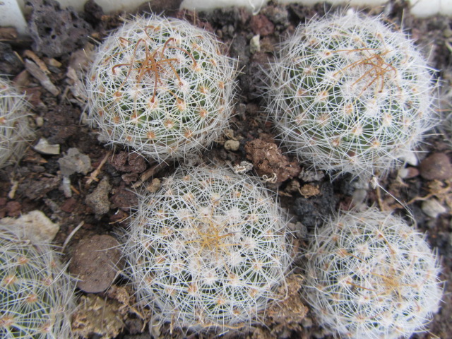 Thelocactus conothelos aureiflorus 