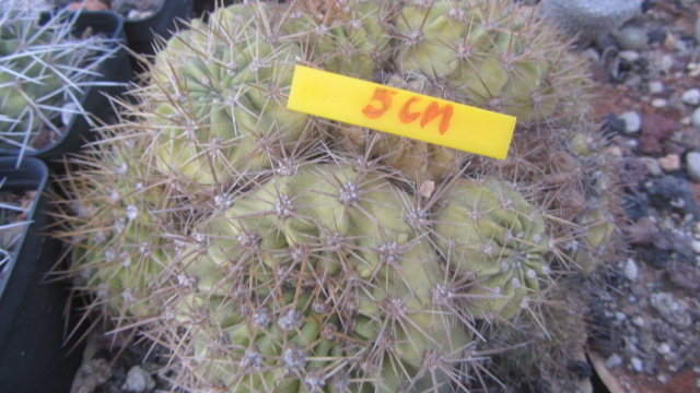 Trichocereus <br>hybrid
