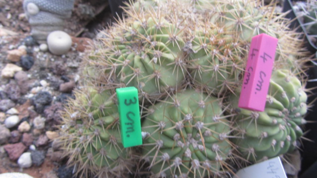 Trichocereus <br>hybrid