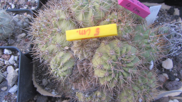 Trichocereus <br>hybrid
