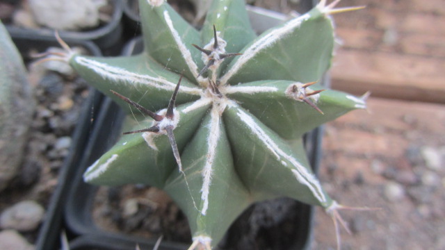 Astrophytum <br>myriostigma cv