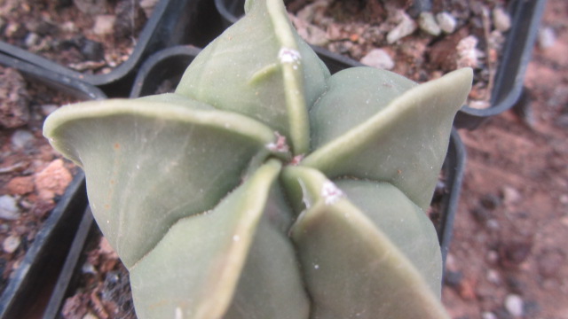 Astrophytum <br>myriostigma cv