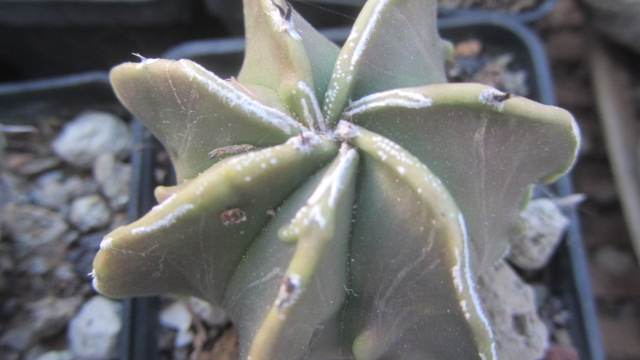 Astrophytum <br>myriostigma cv