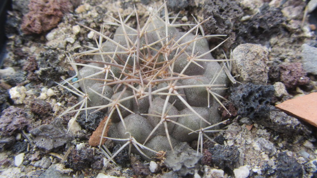 Copiapoa <br>taltalensis