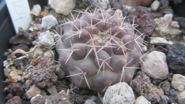 Copiapoa <br>taltalensis