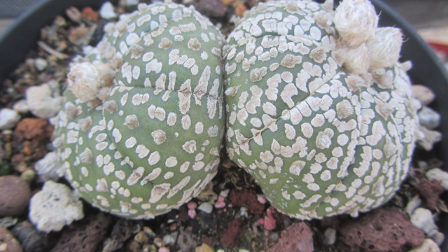 Astrophytum <br>kabuto
