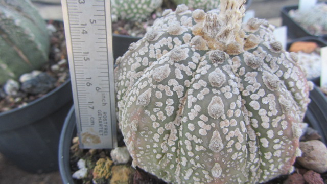 Astrophytum <br>kabuto x capas f2