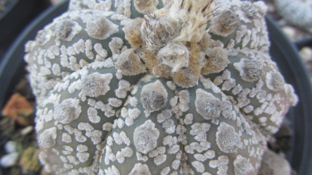 Astrophytum <br>kabuto x capas f2