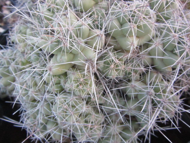 Coryphantha <br>runyoni