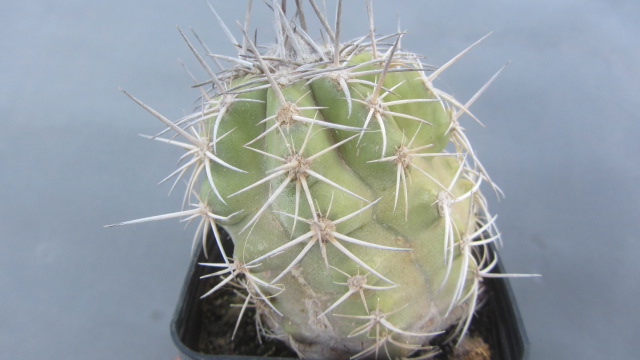 Copiapoa <br>marginata bridgesi