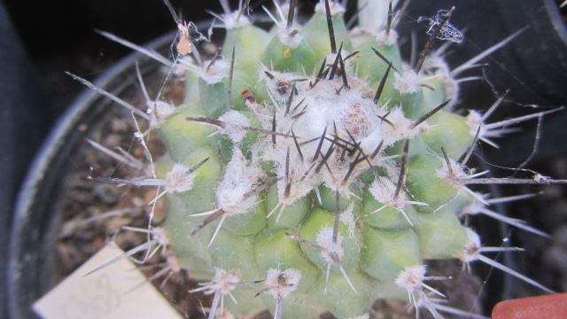 Turbinicarpus <br>hybrid