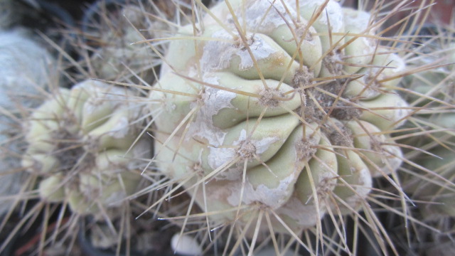 Copiapoa <br>haseltoniana fma