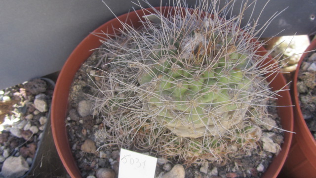 Matucana <br>sp kk 2075