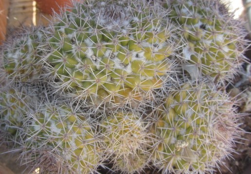 Mammillaria <br>eichlami 