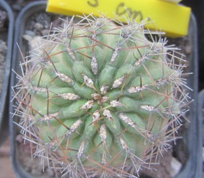 Oroya <br>gibbosa