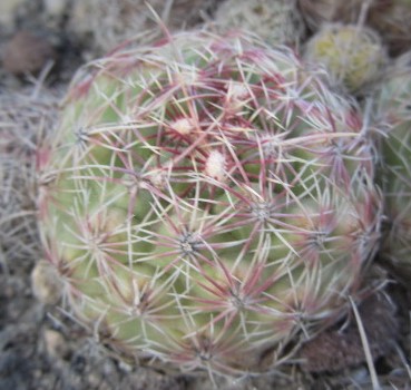 Thelocactus <br>bicolor schwarzii