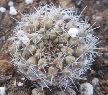 Eriosyce <br>subgibbosa