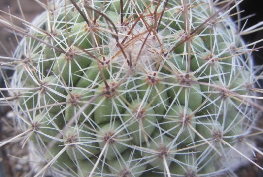 Thelocactus <br>conothelos saussieri