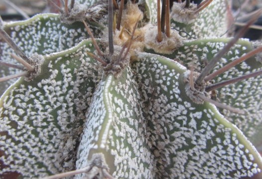 Astrophytum <br>cv ornatum x onzuka