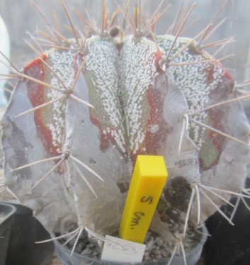 Astrophytum <br>cv ornatum x onzuka
