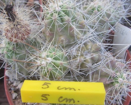 Echinocereus enneacanthus brevispinus 