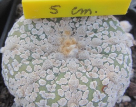 Astrophytum <br>super kabuto 