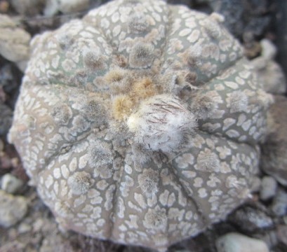 Astrophytum <br>kabuto x f2 capas
