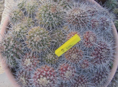 Mammillaria beiselii
