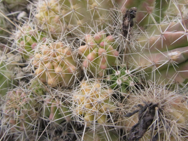 Echinocereus <br>sp lau 091