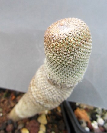 Epithelantha <br>pachyrhiza