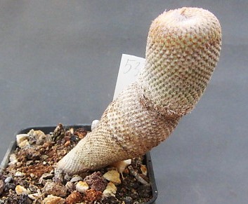 Epithelantha <br>pachyrhiza